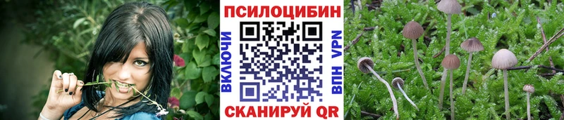 Галлюциногенные грибы Psilocybe  что такое   Черноголовка 